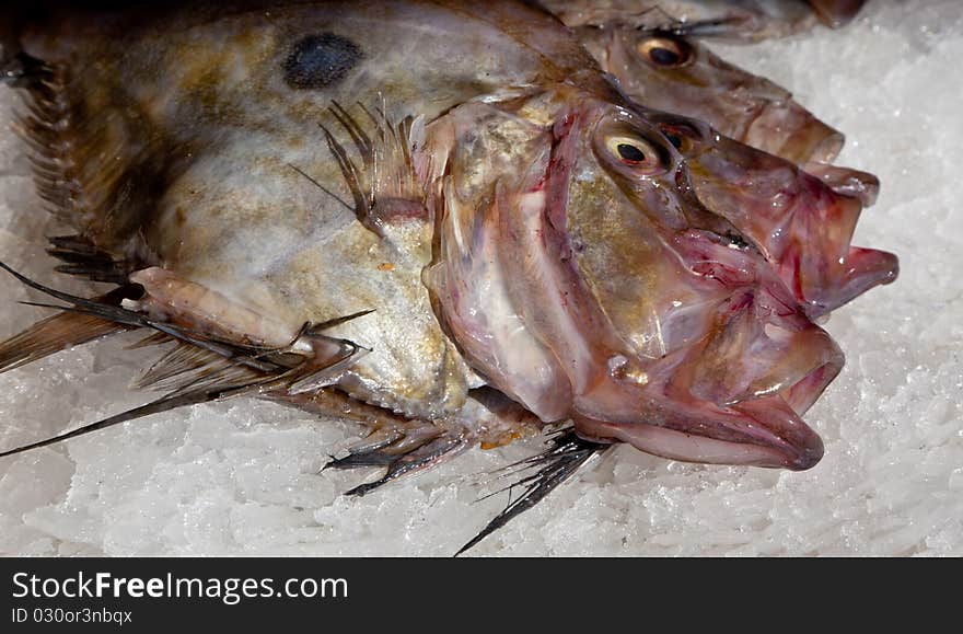 John Dory