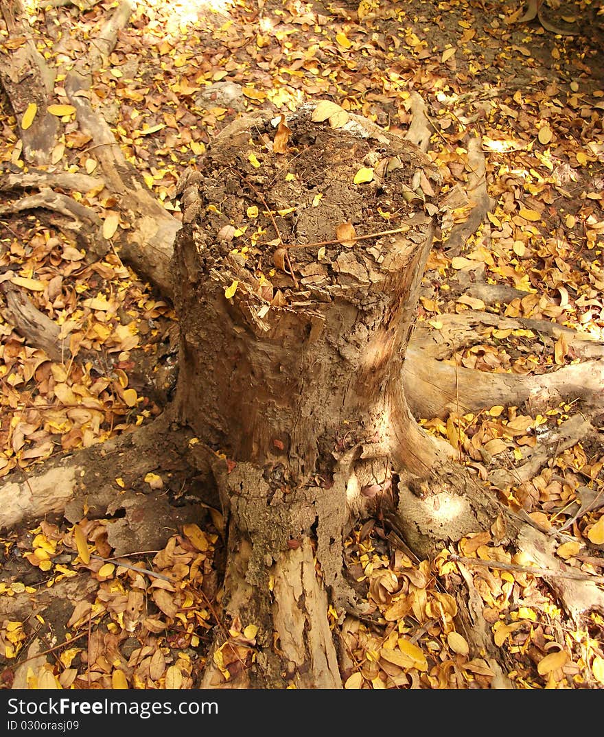 Tree root on yellow forest. Tree root on yellow forest.