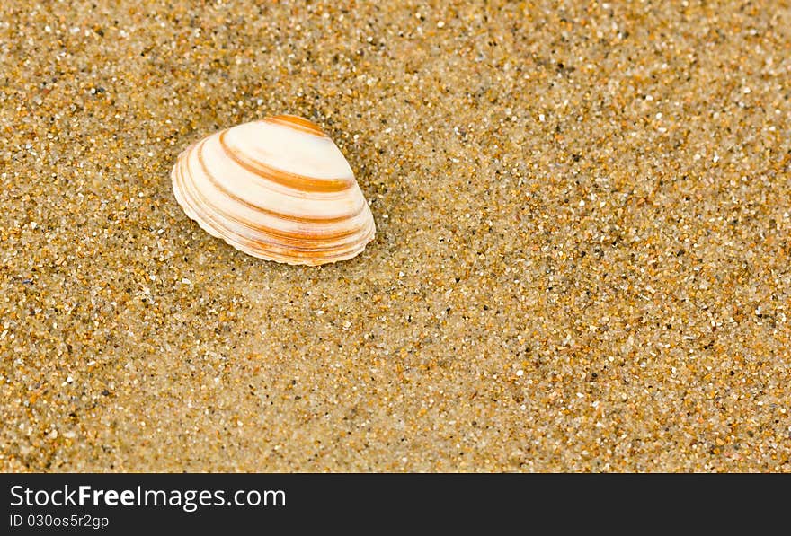 Sea Shell