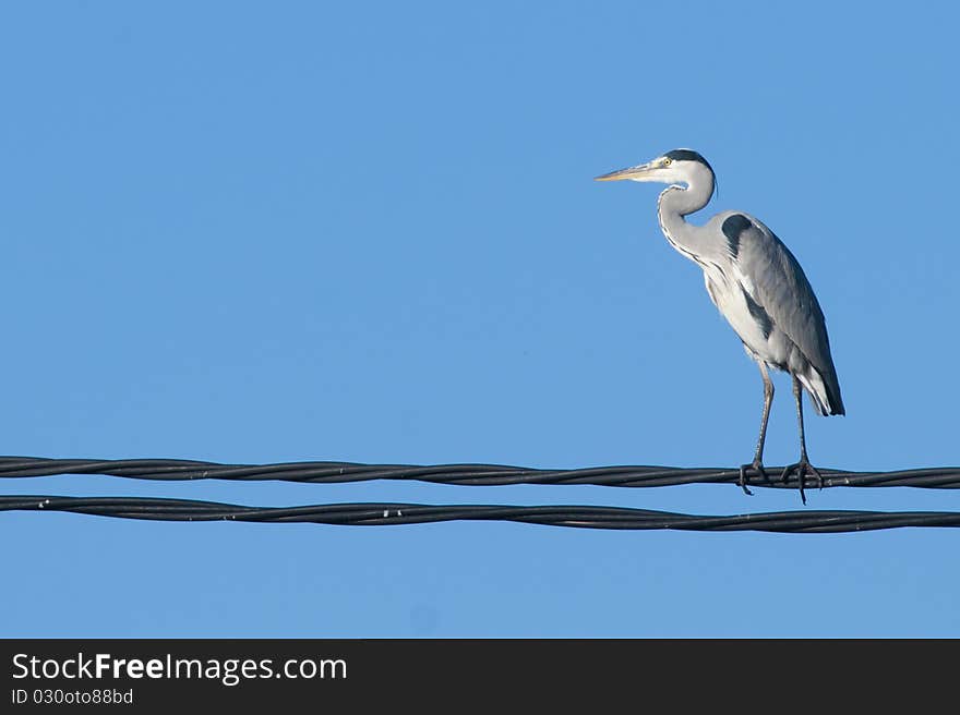 Grey Heron