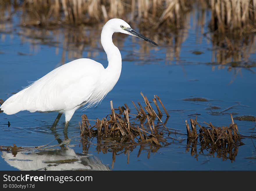 Little Egret in shallow water