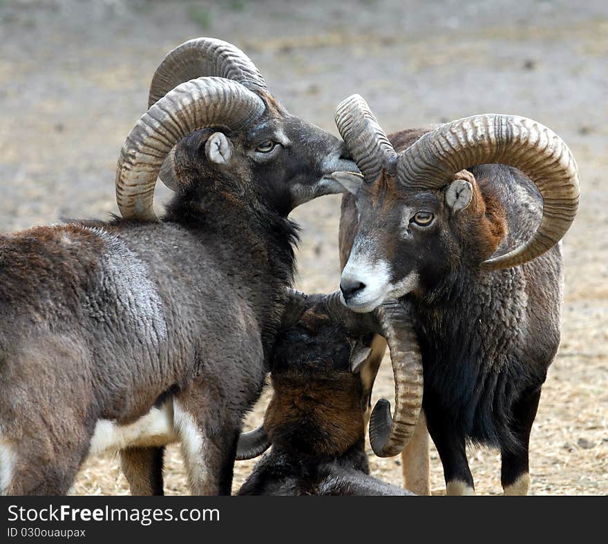 A quiet family mouflon (european fauna). A quiet family mouflon (european fauna)