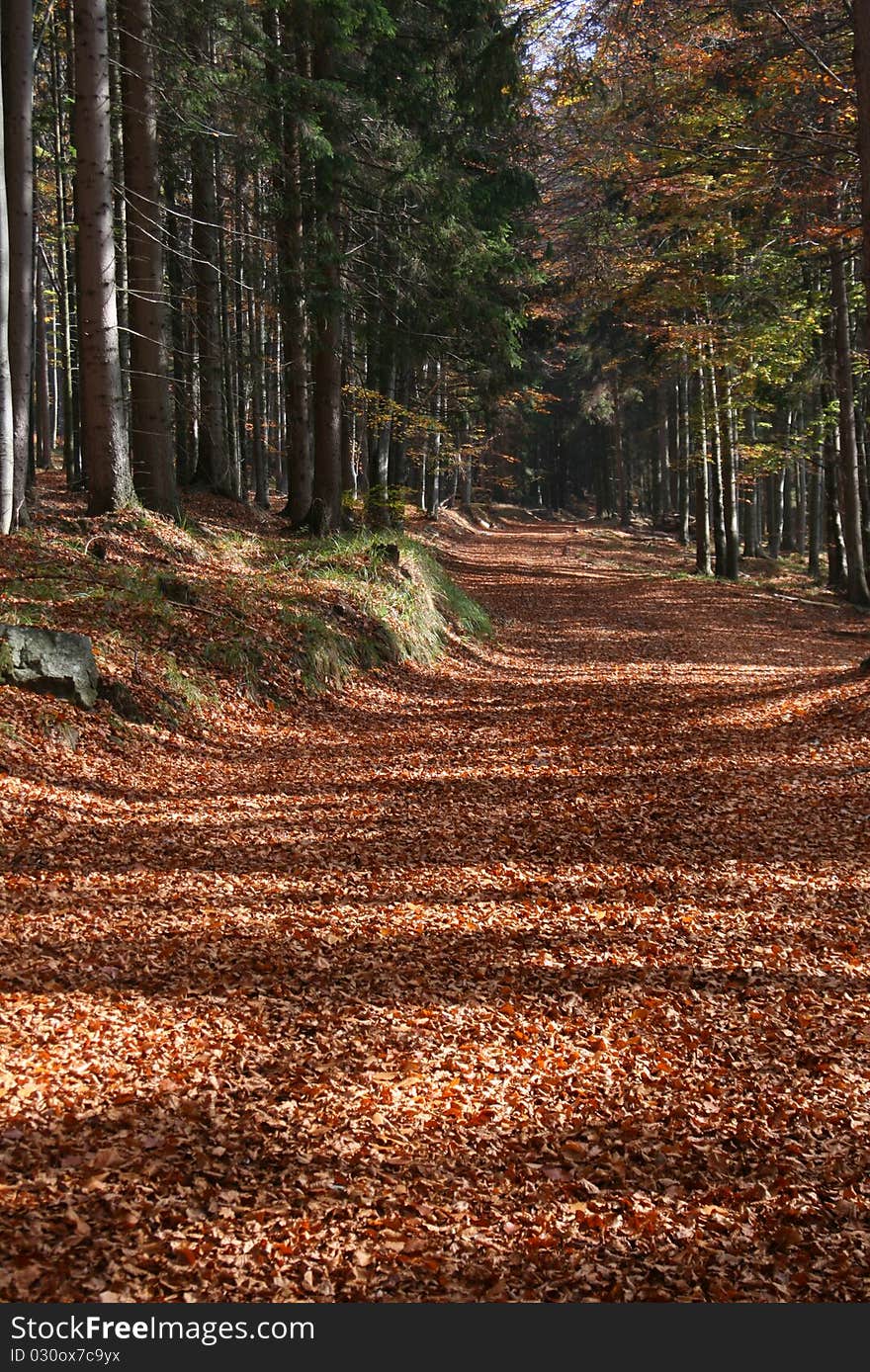 Autumn road