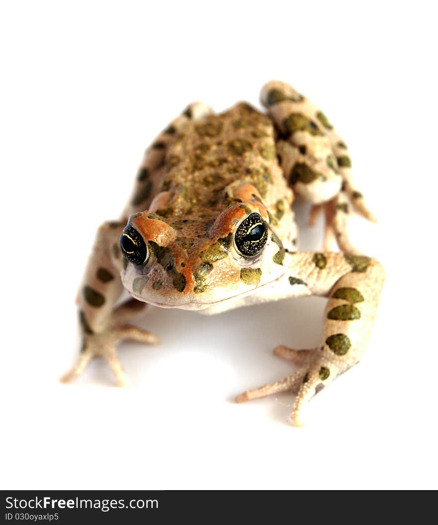 Frog on a white background