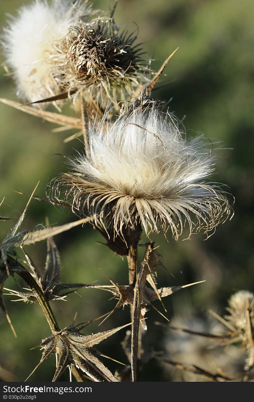 spiny flowers treating diseases