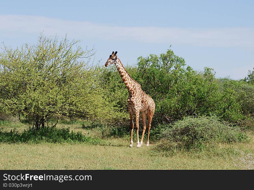 Giraffe In The Serengeti