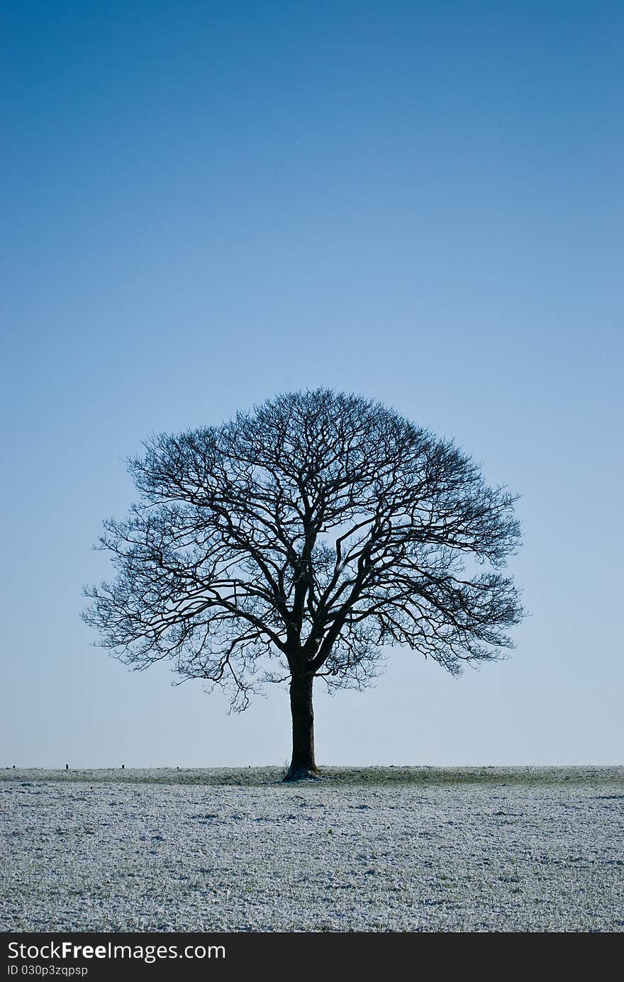 A lone tree taken in winter against a cold blue sky