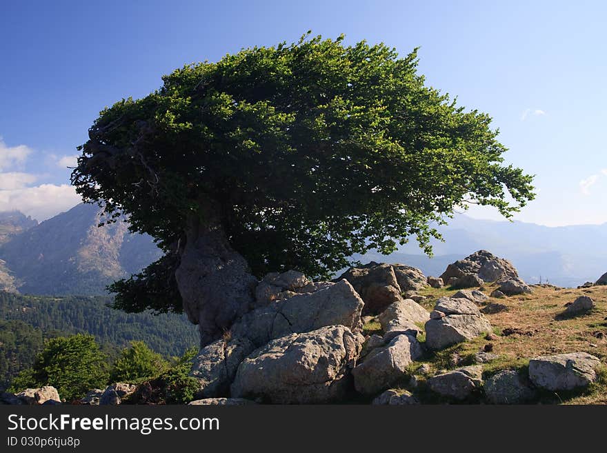 Old tree on a windy ridge; Corsica, France