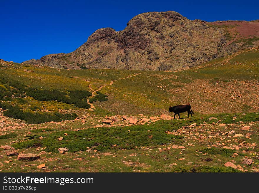 Bull on an alpine meadow