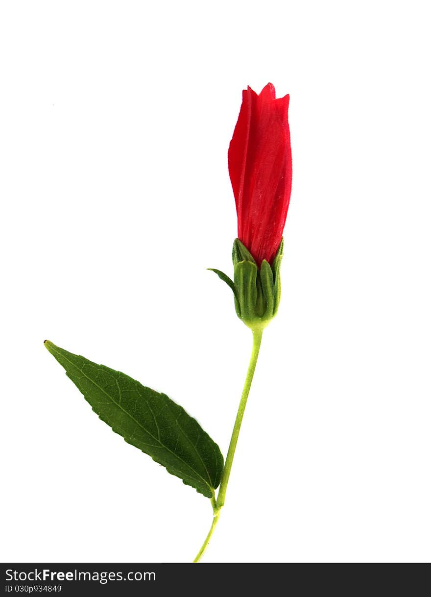 Hibiscus on a white background