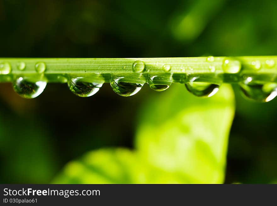 Water drops on a blade of grass. In the background a meadow blurred. Water drops on a blade of grass. In the background a meadow blurred