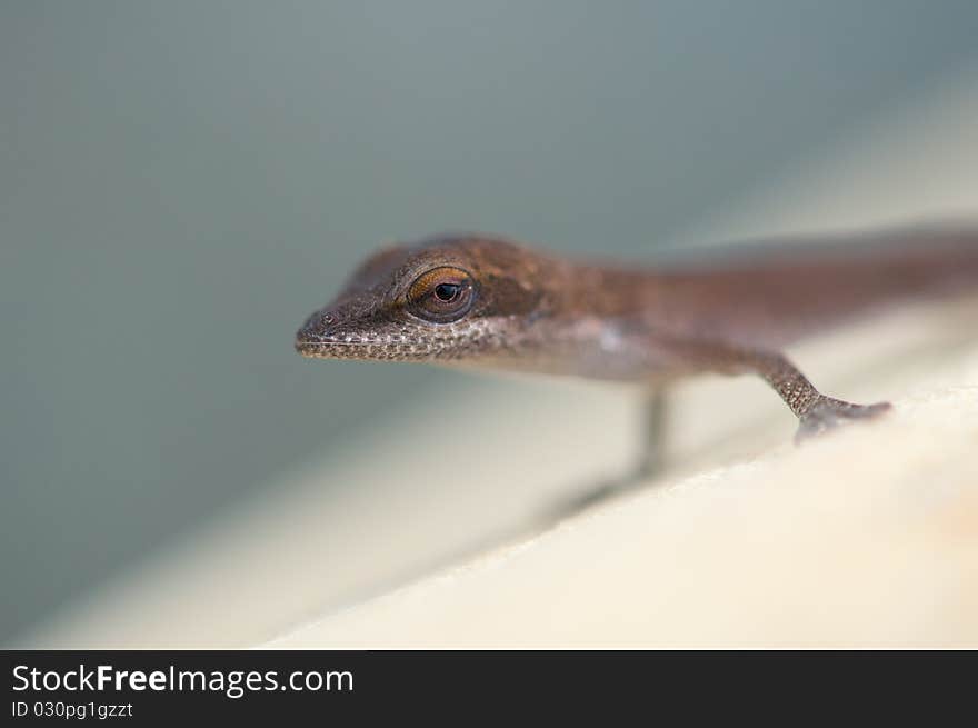 Brown Lizard closeup with eye in focus. Brown Lizard closeup with eye in focus