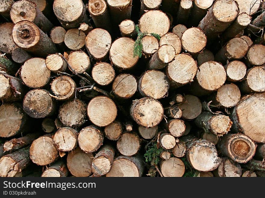 The background of the felled trees of varying thickness. The background of the felled trees of varying thickness.