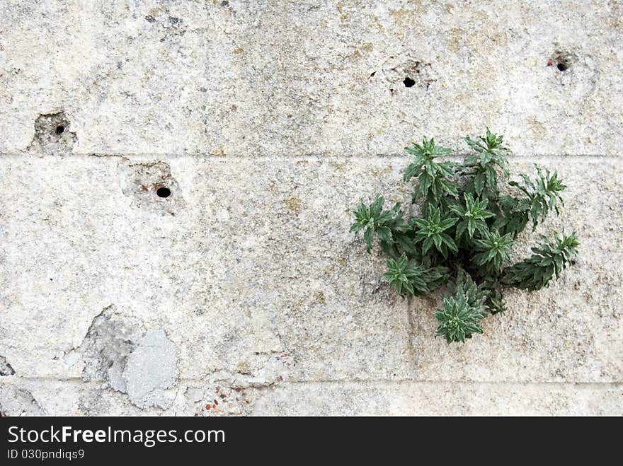 Brick wall with a blend plant