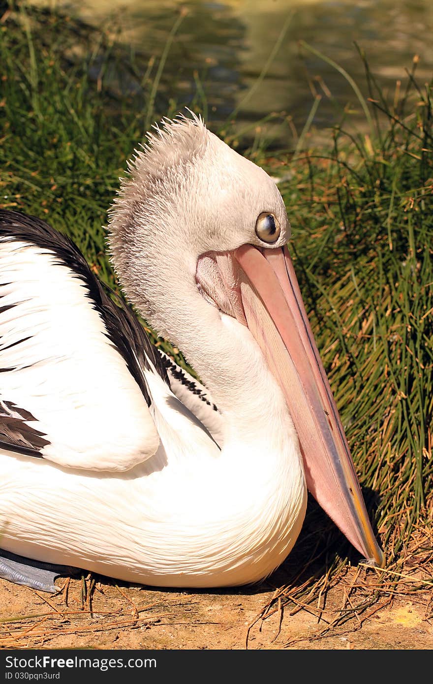 Australian Pelican Resting in Reeds - Pelecanus Conspicillatus