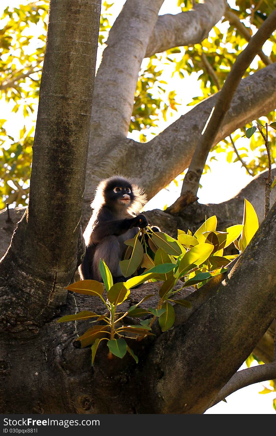 Backlit Dusky Leaf Monkey - eating leaves of a Mortan Bay Fig Tree. Backlit Dusky Leaf Monkey - eating leaves of a Mortan Bay Fig Tree