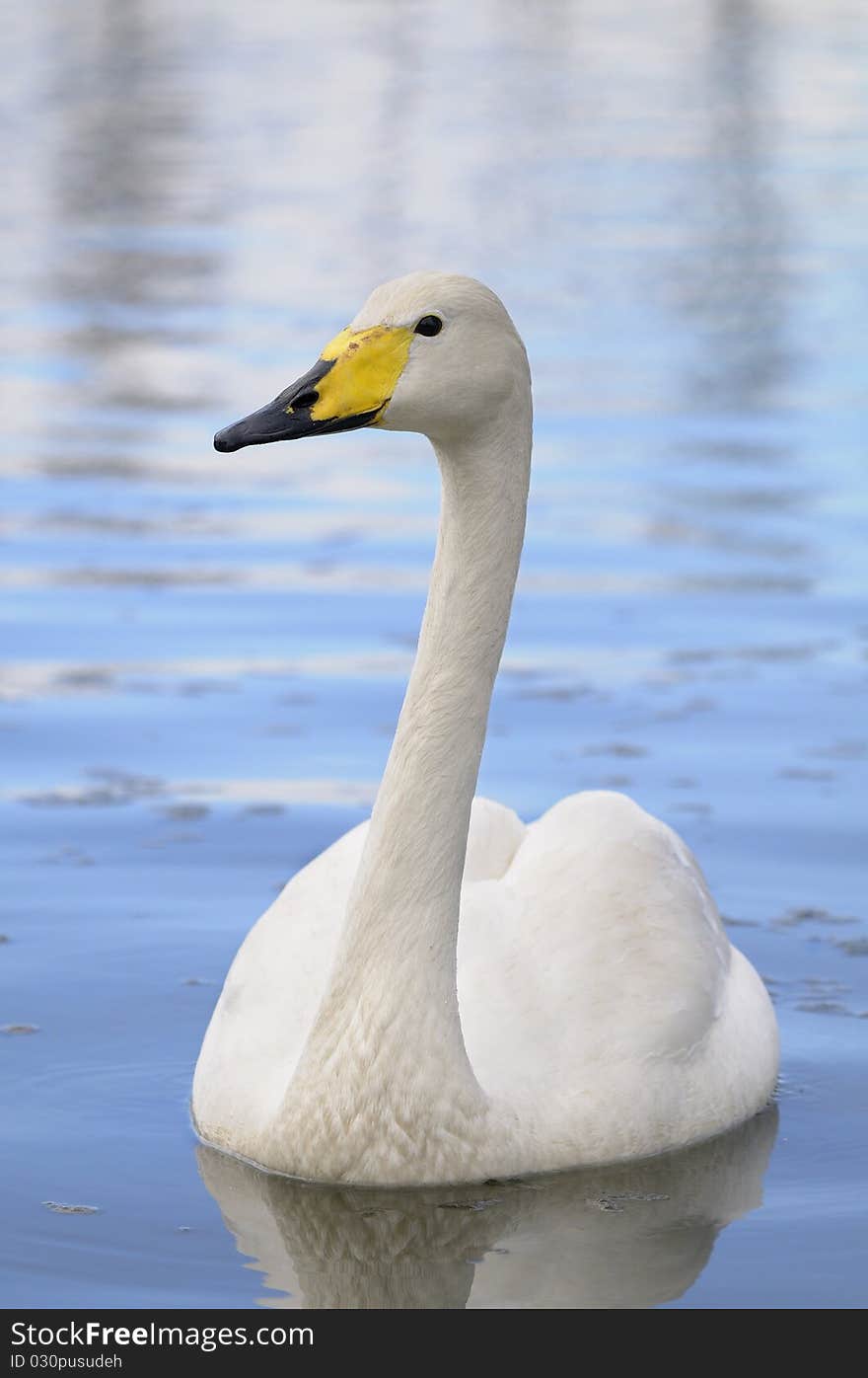 Close-up of wild swan