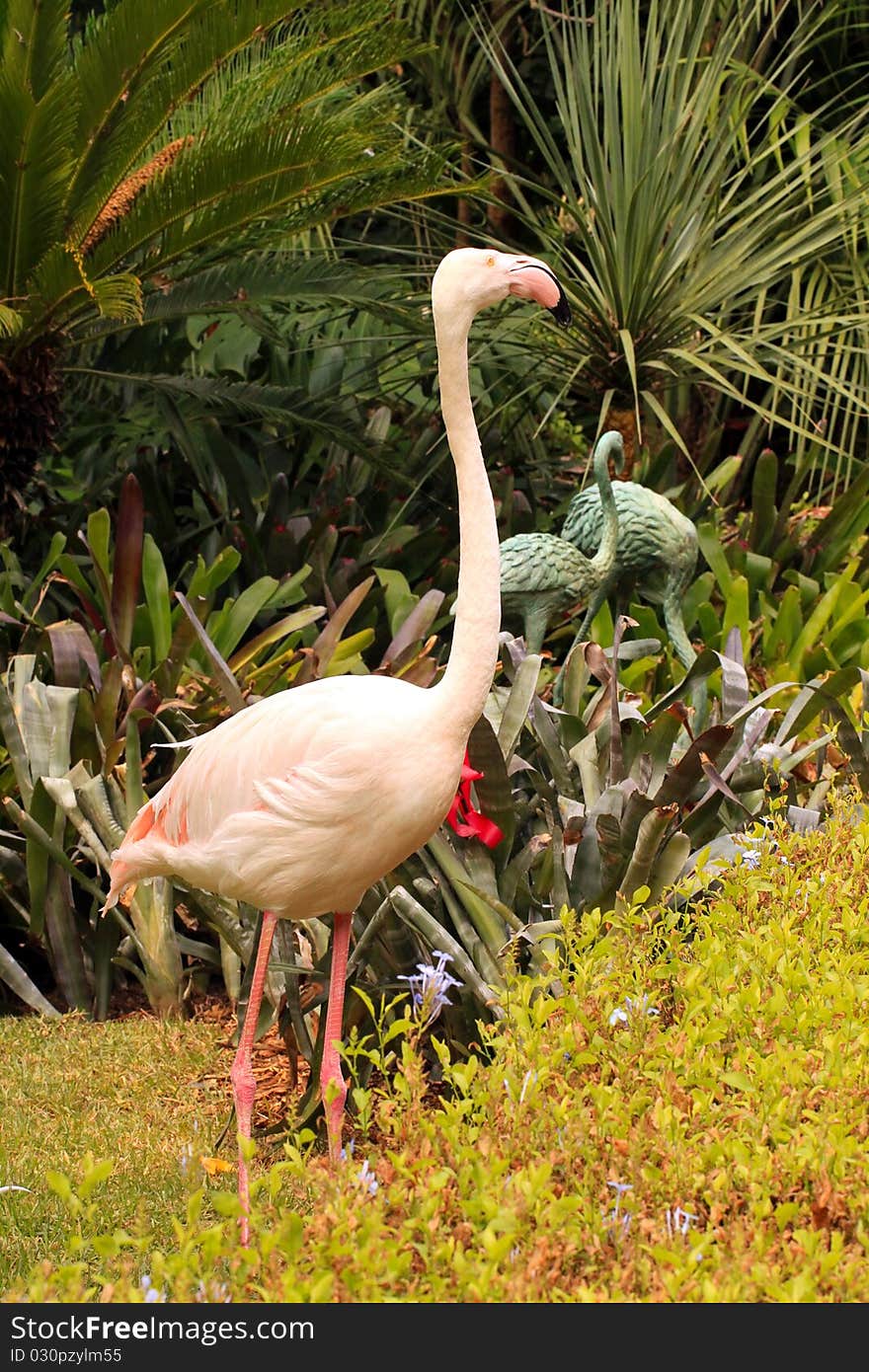 Greater Flamingo grooming - Phoenicopterus ruber roseus. This is the oldest known Greater Flamingo according to Wikipedia (located at Adelaide Zoo, Australia).