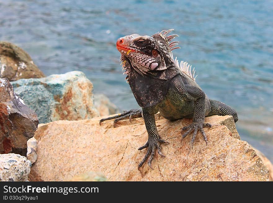 An iguana sitting on the stones next to the water. An iguana sitting on the stones next to the water