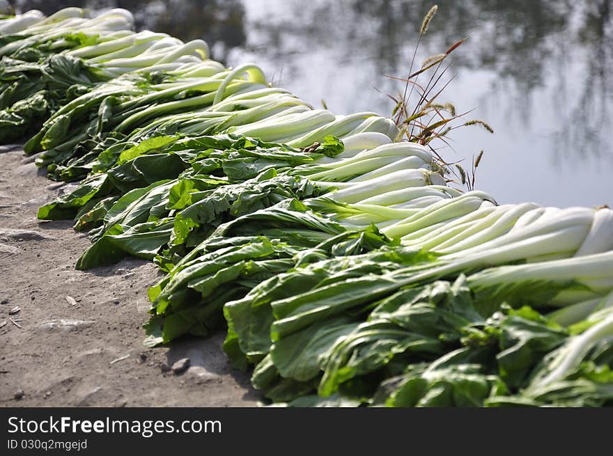 The photo shows a kind of green vegetable which is seen in Asia popularly. The photo shows a kind of green vegetable which is seen in Asia popularly