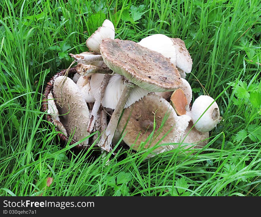 Basket Of Parasol Mushrooms