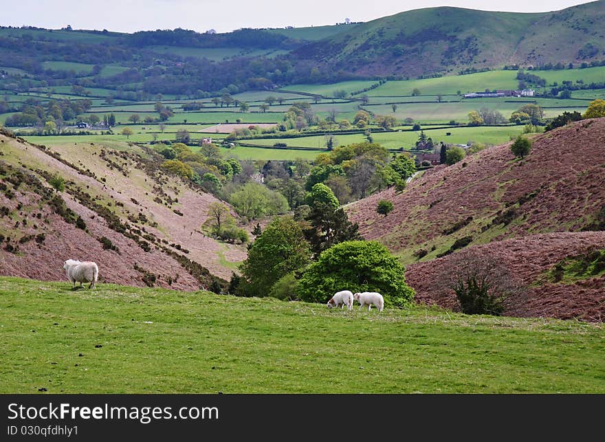 A Rural Landscape In Shropshire, England