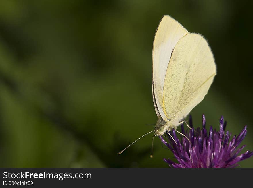 Pieris brassicae white butterfly on purple flower