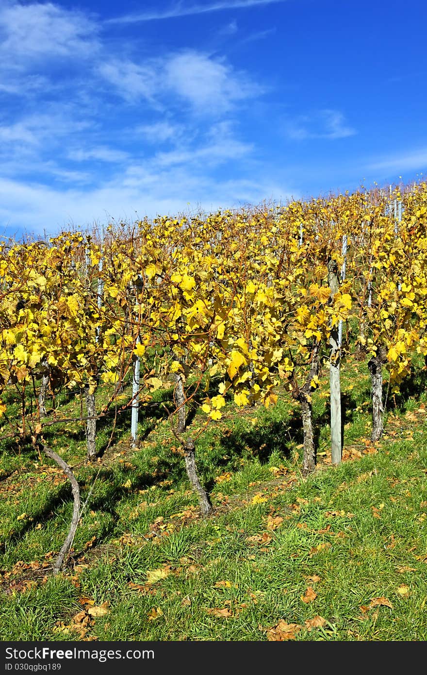 Vineyard near Stuttgart in autumn