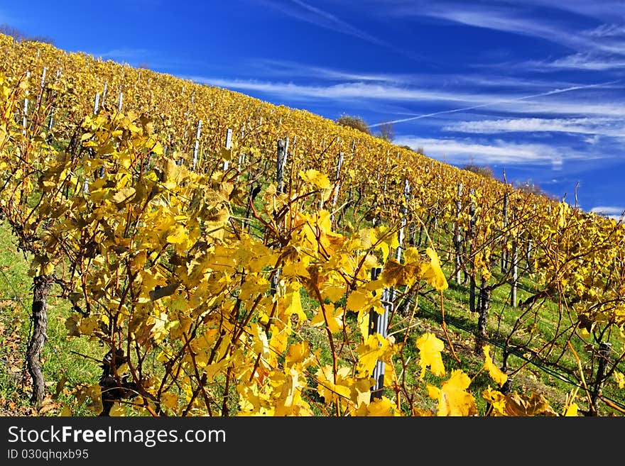 Vineyard near Stuttgart in autumn