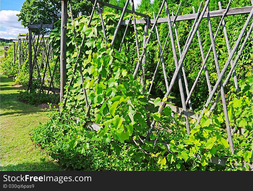 Fence with green climbers.