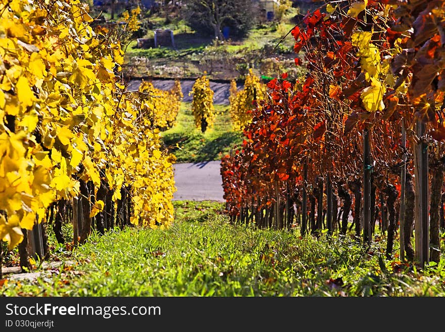 Vineyard near Stuttgart in autumn. Vineyard near Stuttgart in autumn