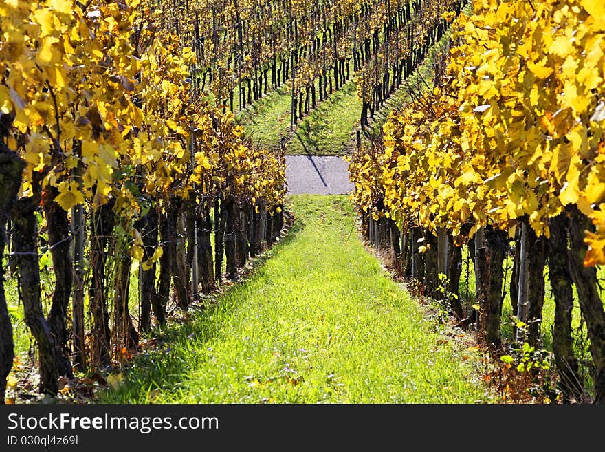 Vineyard near Stuttgart in autumn. Vineyard near Stuttgart in autumn