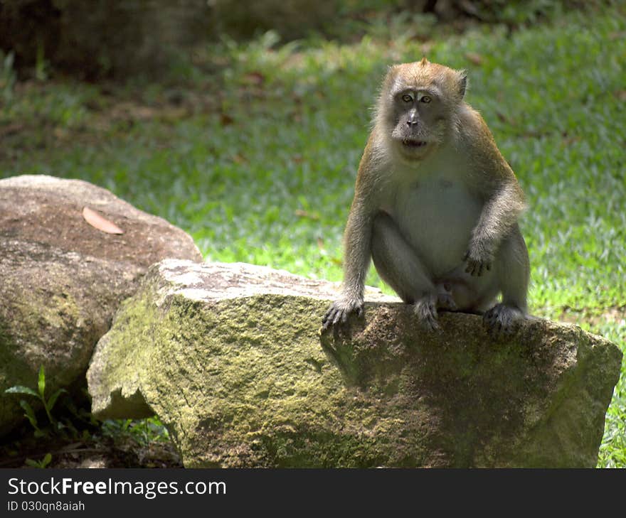 Wild Adult Macaque Monkey