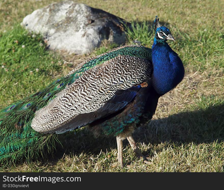 Peacocks