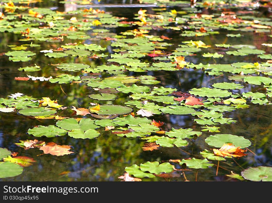 Lily leafs on the lake