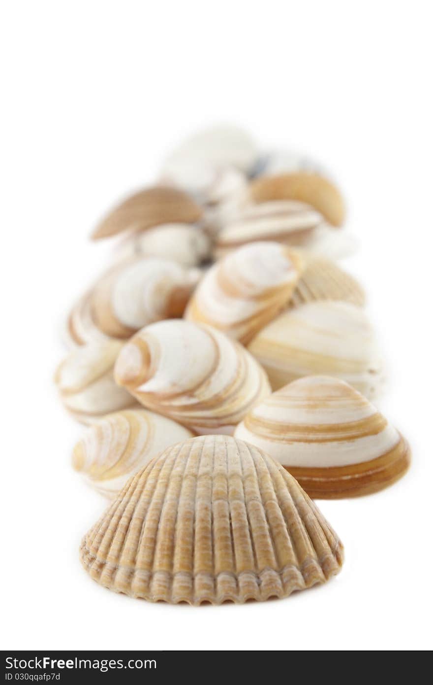 Bunch of seashells