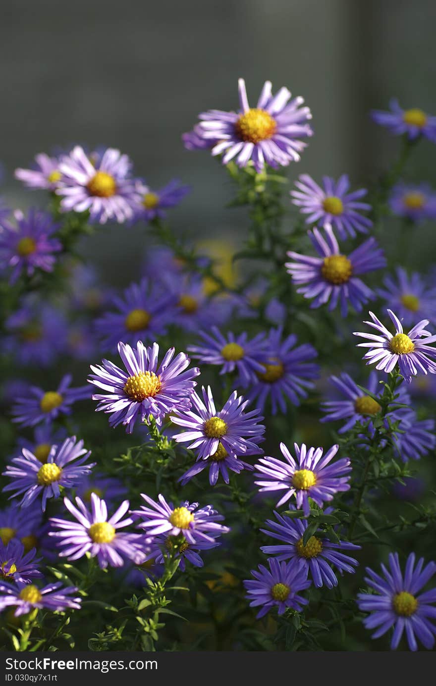 Many blue flowers, sun-lit, bright purple, vertical