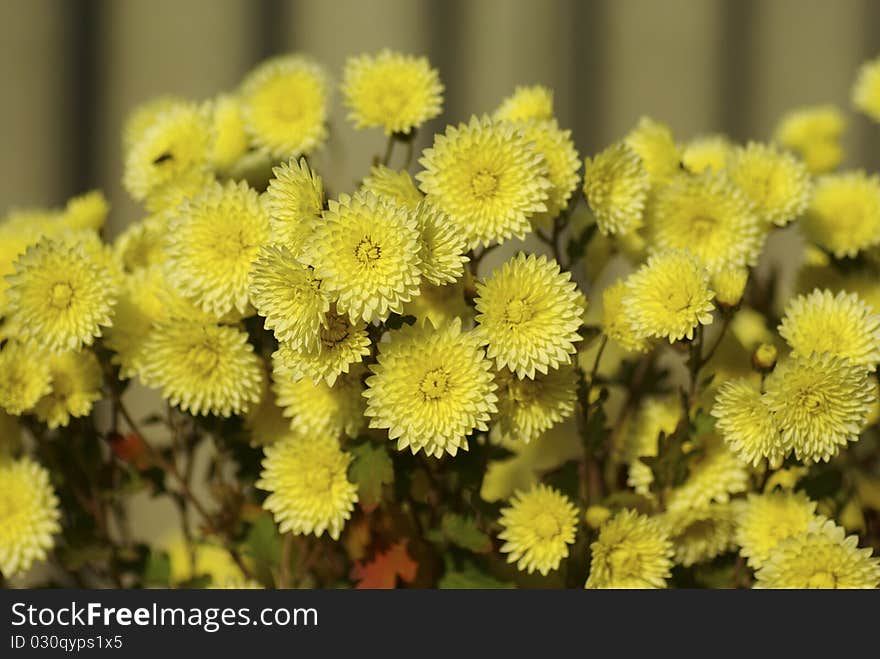 Many flowers of yellow chrysanthemums, illuminated by bright sunlight, horizontal