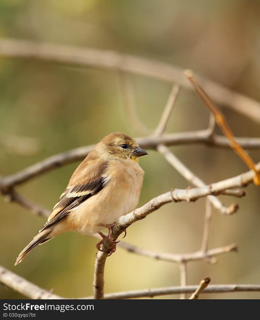 American Goldfinch, Carduelis Tristis