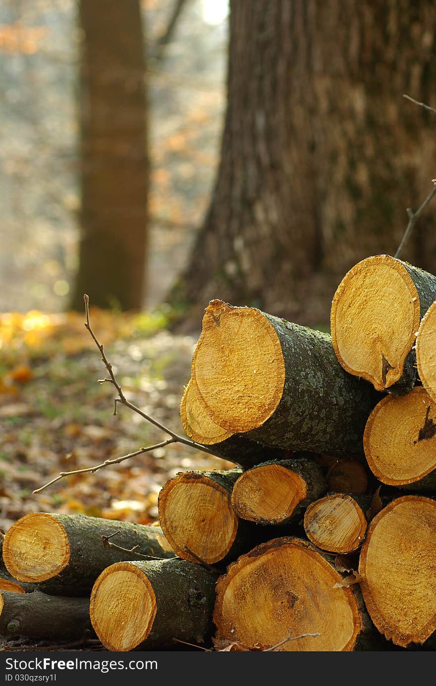 Landscape with a sawn logs in the foreground