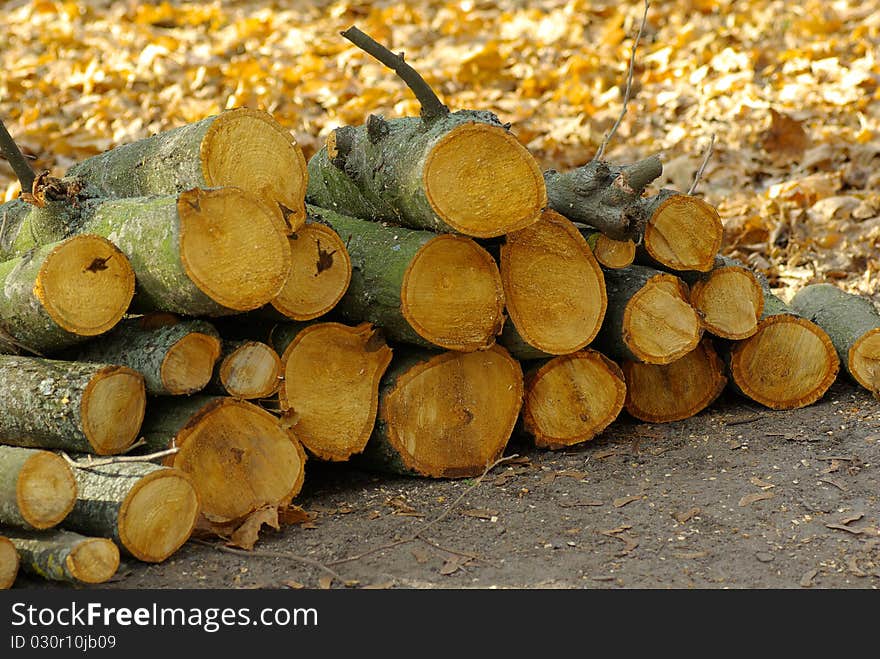 Landscape with a sawn logs in the foreground