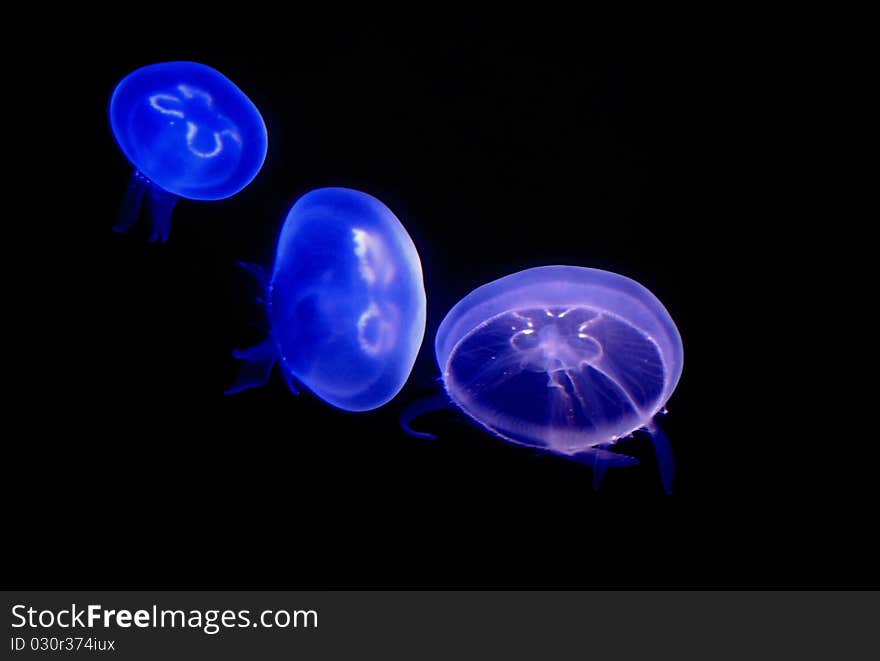 Three jellyfishs with different color