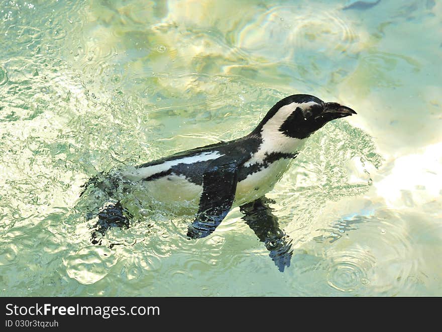 Penguins floating in the water. Penguins floating in the water