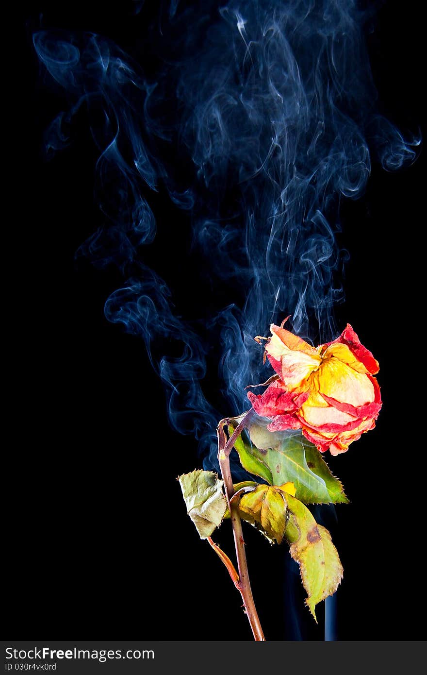 Rose withered in smoke from cigarettes