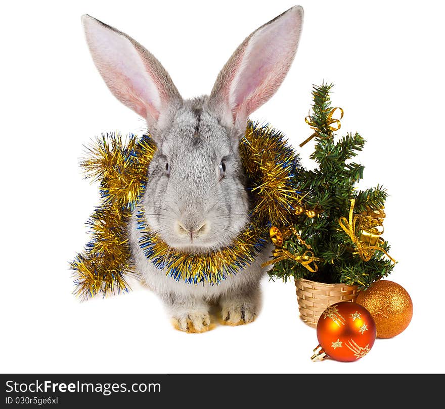 Close-up gray rabbit and christmas decorations, isolated on white