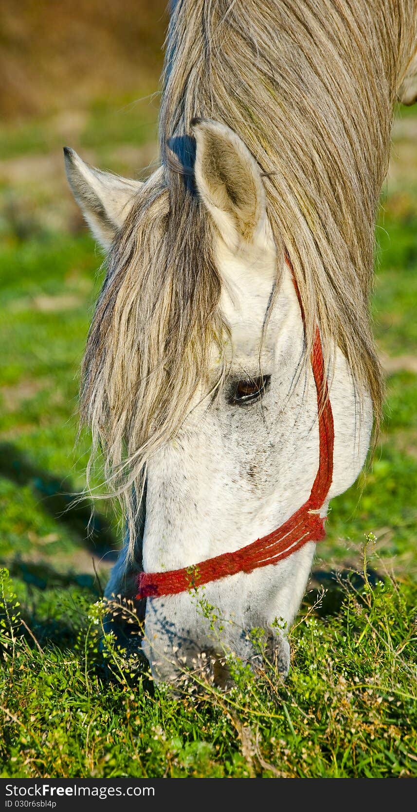 An old white horse eating grass