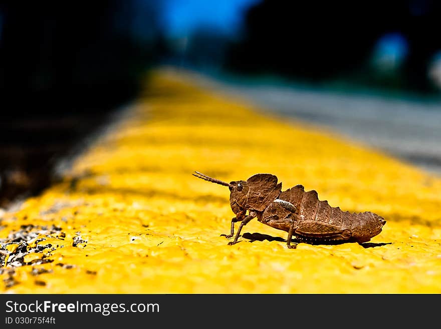 Grasshopper on the starting line