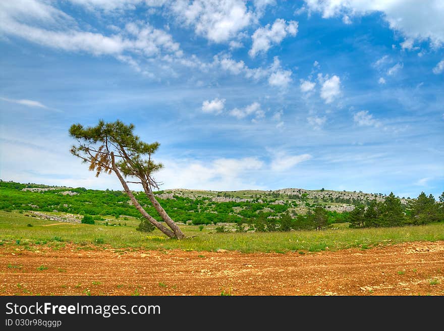 Mountains landscape with lonely pine tree