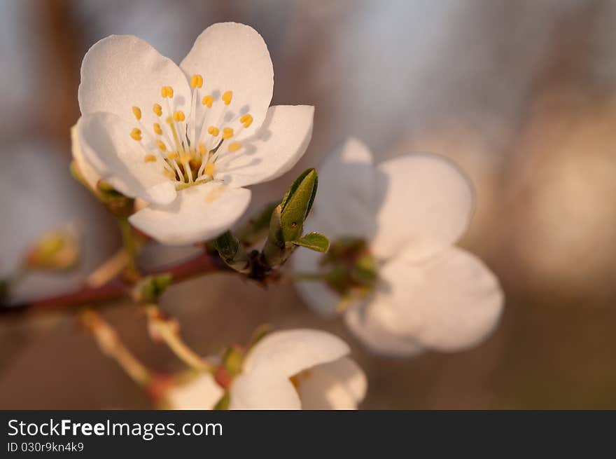 Plum Blossom