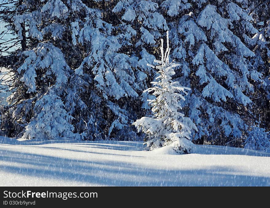 Winter Landscape In Mountains